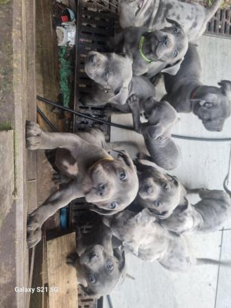 Image 18 of Last 2 blue boys and merle boy looking for forever homes