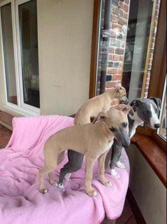 Image 10 of Beautiful whippet puppies