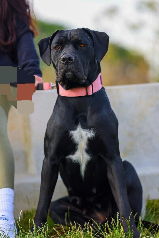 Preview of the first image of Absolutely stunning Cane Corso puppies!.