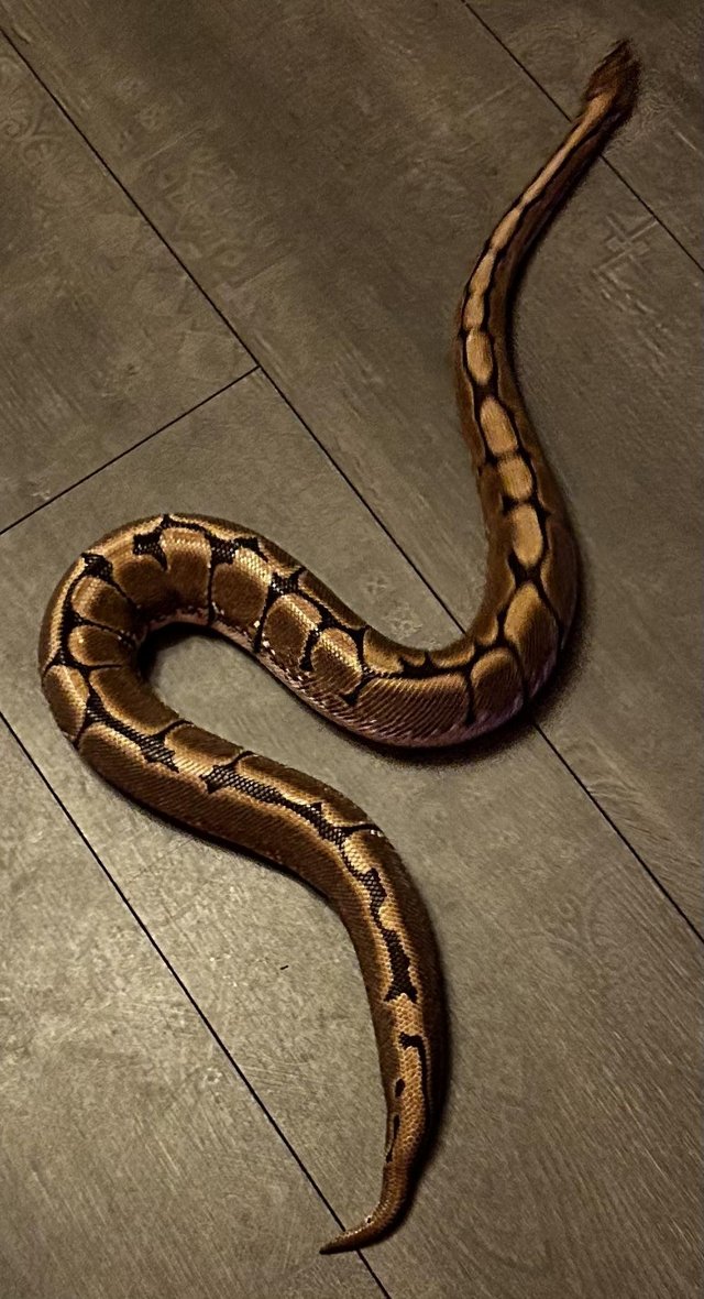 Preview of the first image of Female Adult Ball Python.