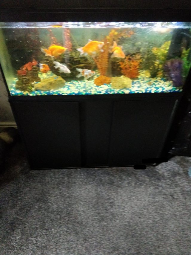 Preview of the first image of 6 month old fish tank for sale.