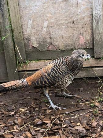 Image 2 of Lady Amhurst pheasant poults Parent reared