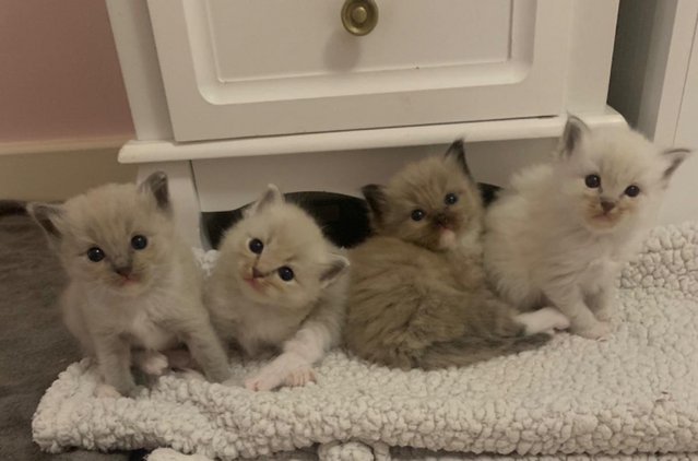 Image 9 of 4 Male Pedigree Ragdoll Kittens