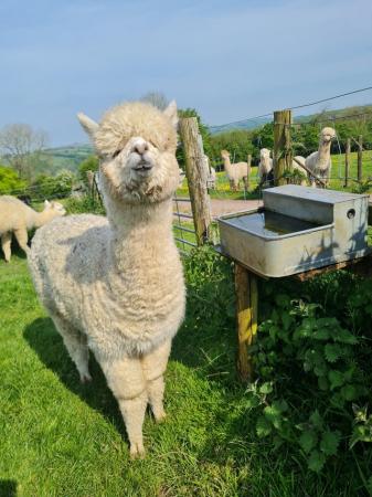 Image 1 of Trio of female alpacas available