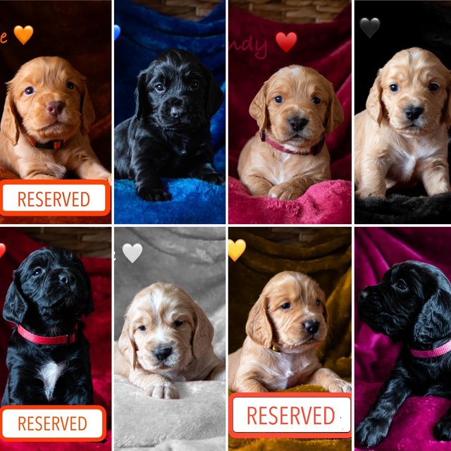 Preview of the first image of 8 Stunning Working Cocker Spaniel Puppies - 6 Weeks Old.