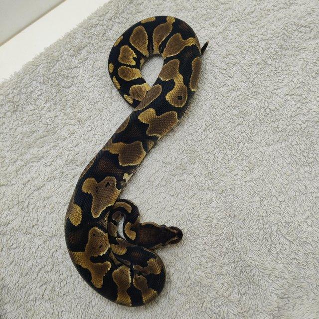 Preview of the first image of Yellow belly possible leopard het pied female.
