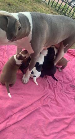 Image 5 of 2 girls ready to leave asap american bulldog