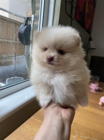 Image 2 of Teddy face Pomeranian puppies
