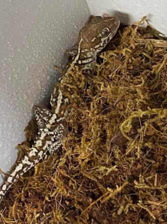 Image 2 of Pictus Gecko pairs available