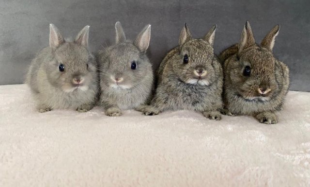 Preview of the first image of *RESERVED* 3 week old Netherland Dwarfs.