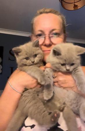 Image 5 of British Shorthaired Lilac Sisters