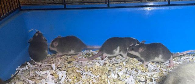 Image 4 of Fancy and dumbo rat babies looking for 5* homes