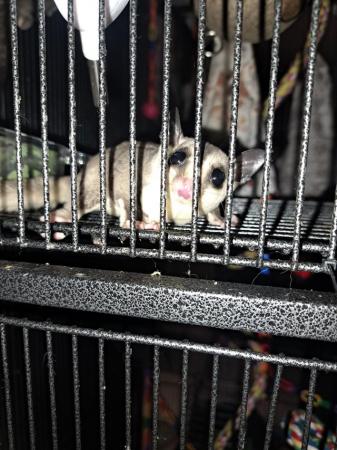 Image 1 of 3 joey gliders looking for loving homes