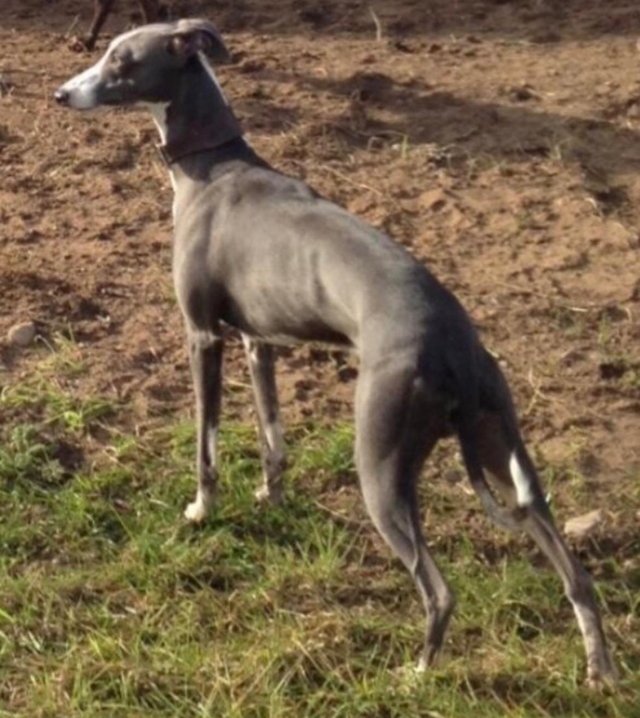 Preview of the first image of Stunning kc registered whippet puppies.