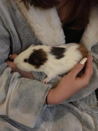 Image 4 of Two Male Guinea Pigs with double hutch with accessories