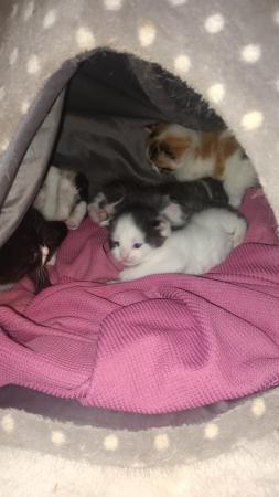 Image 6 of Calico kittens for sale