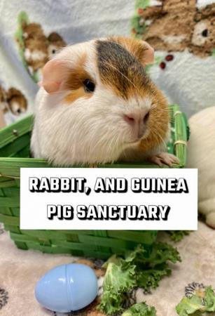 Image 26 of Sanctuary for Rabbit and Guinea Pigs and more