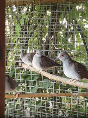 Image 3 of Diamond Doves For Sale aviary Bred To Good Homes