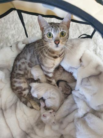 Image 4 of Bengal kittens 3 males and to females