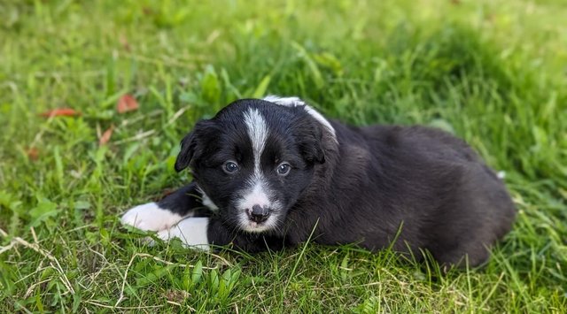 Image 11 of 5 beautiful border collie puppies (4 males and 1 female)