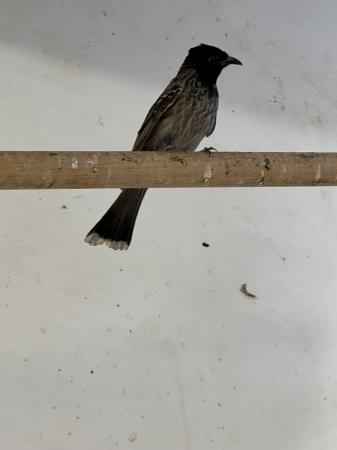 Image 3 of Pair or Red vented  Bulbuls - with DNA