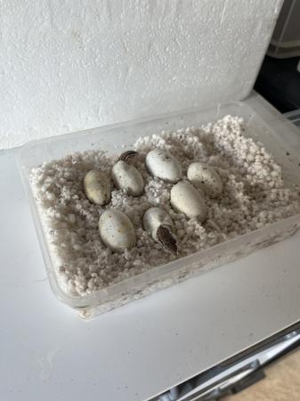 Image 3 of Ackie Monitors just hatched