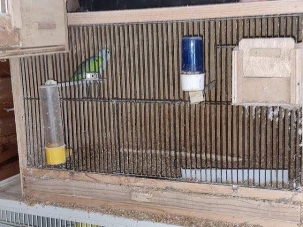 Image 4 of Bonded pair of parrolets and breeding cage