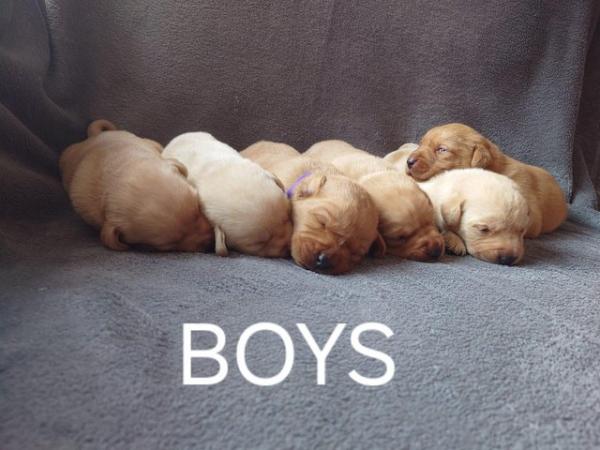 Image 4 of Fox red labrador puppies 6 boys 5 girls
