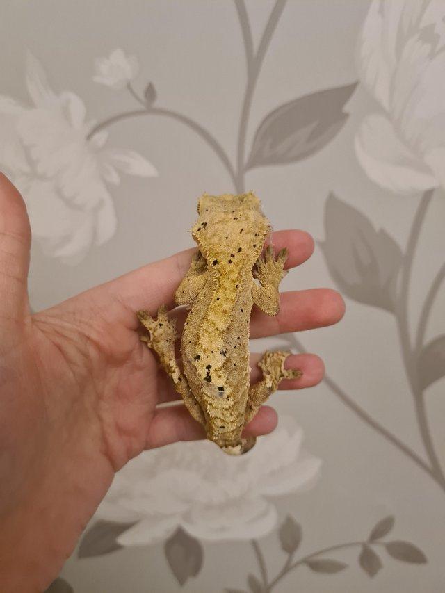 Preview of the first image of Yellow Phantom Super Dal Crested Gecko.