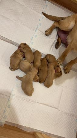 Image 4 of Golden and red fox Labrador puppies looking for their homes