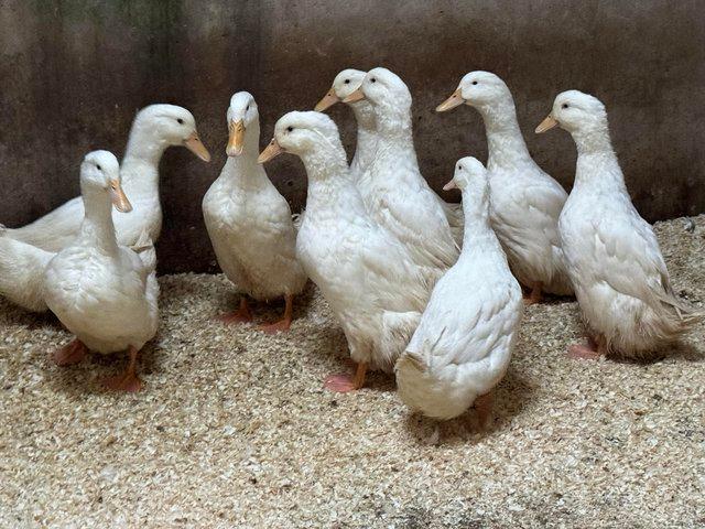 Preview of the first image of German Pekin Drakes Ready for collection.