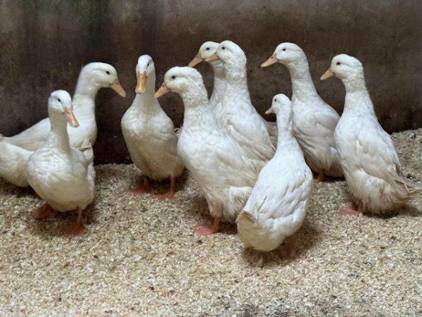Image 1 of German Pekin Drakes Ready for collection