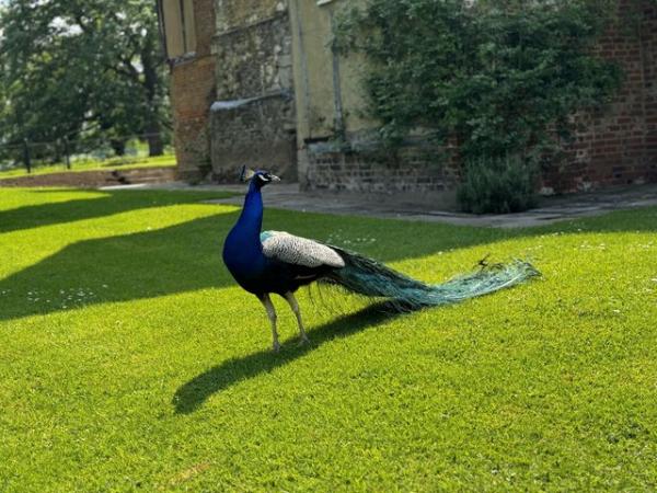 Image 2 of 5 year old Indian blue peacock for sale