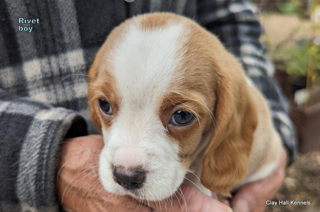 Image 17 of Quality, F1, Beaglier puppies, ready soon.