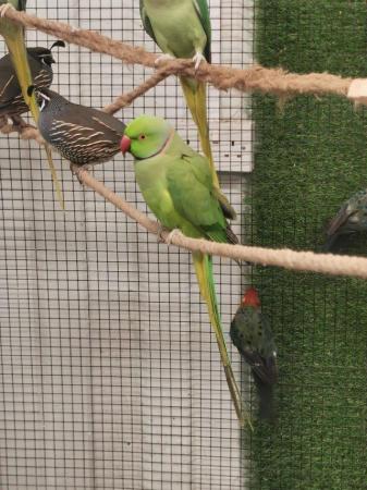 Image 5 of Beautiful ringneck parakeets parrot available