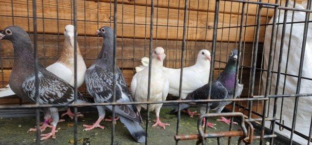 Image 6 of Quality Racing pigeons coloured