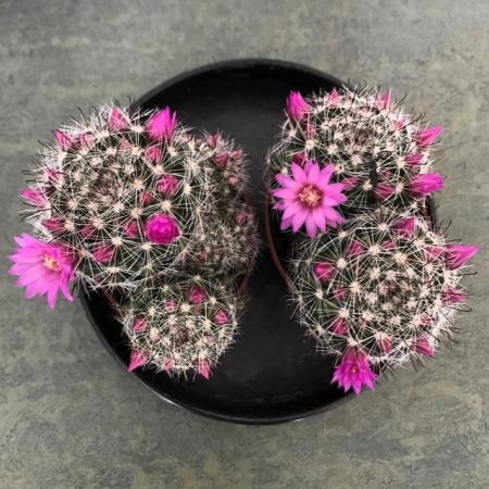 Image 2 of 3 Pink Mammillaria cactus houseplants. IN BUD/FLOWERING