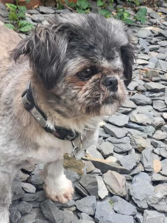 Image 12 of PIXIE IS A VERY SWEET STEADY 5YR OLD SHIH TZU GIRL