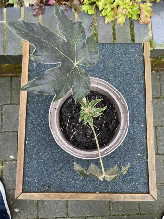 Image 1 of Tetrapanax Papyrifer about 20cm tall