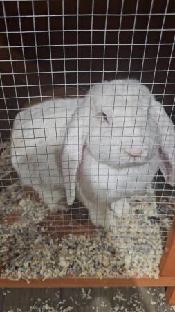 Image 4 of Gorgeous Doe *100% Giant French Lop*