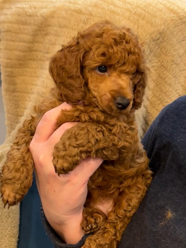 Preview of the first image of KC reg Red Miniature Poodle.