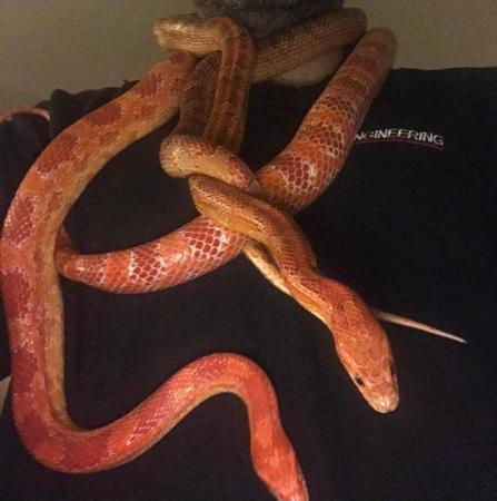 Image 11 of 3 corn snakes want forever home