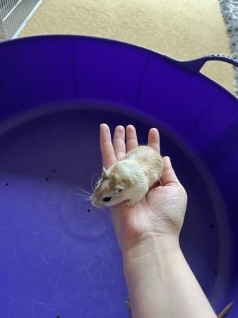 Image 15 of Male Gerbils available for sale