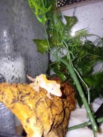 Image 4 of 8 weeks old plus.. crested geckos