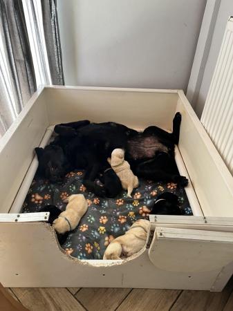 Image 2 of Labrador puppies for sale