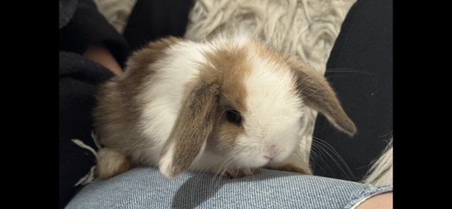 Image 2 of 1 mini lop doe available // RTL now!!