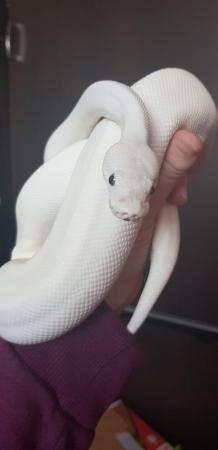 Image 5 of Blue eyed leucistic Royal python female