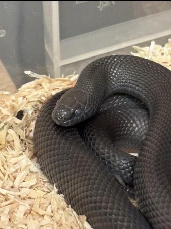 Image 3 of Mexican black kingsnake pair cb22 and cb23