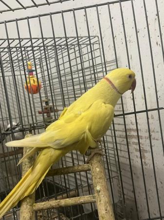 Image 3 of Lutino yellow male close rang Ring neck parrot
