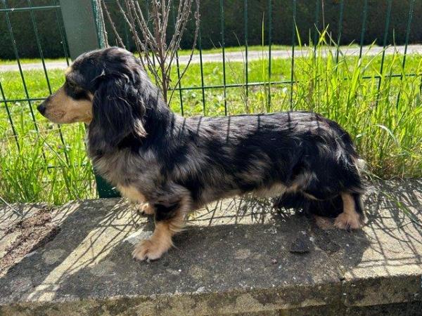 Image 1 of Long haired mini dachshunds silver dapple and black / cream